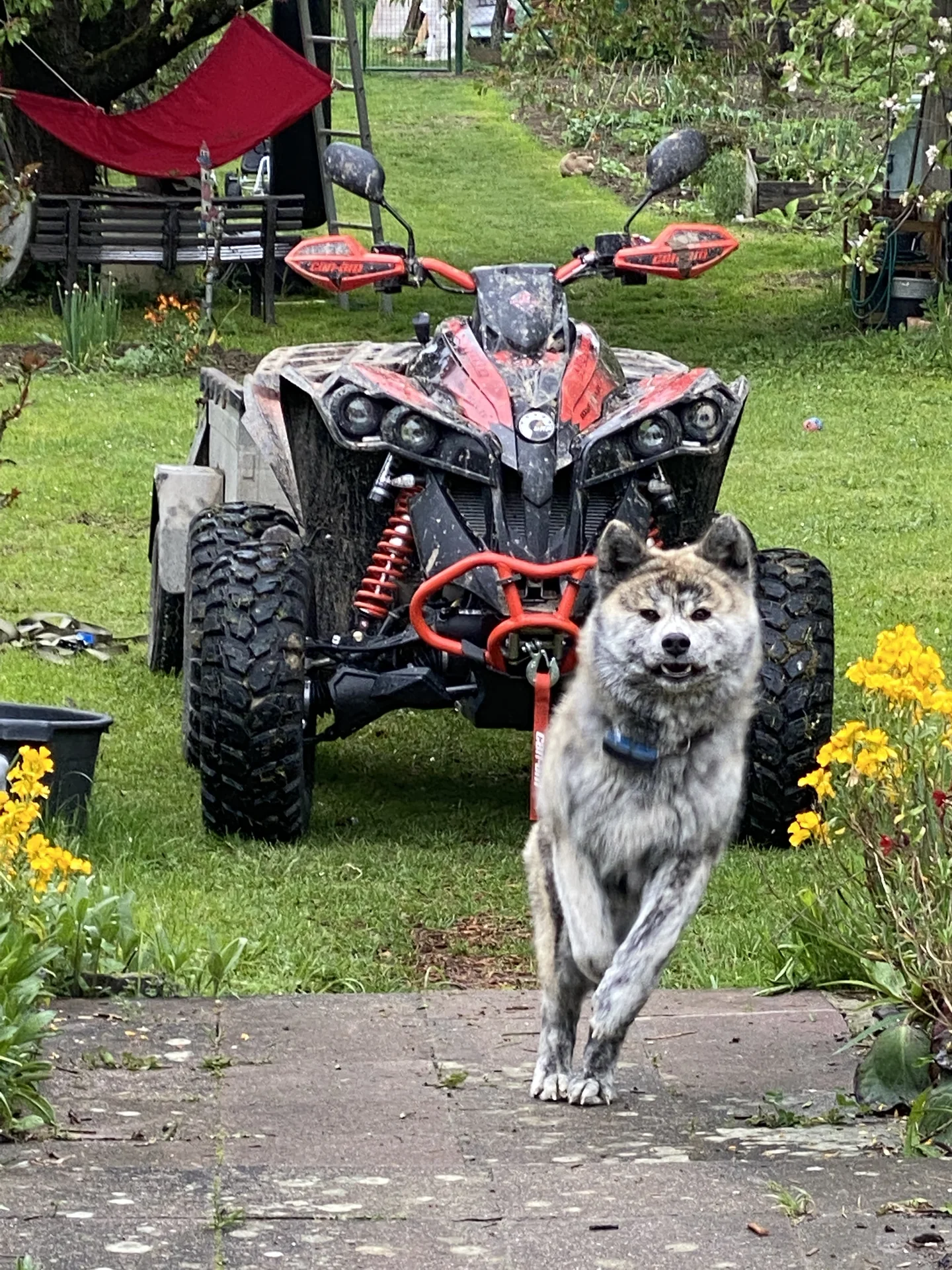 Hund vor dem ATV im Garten.
